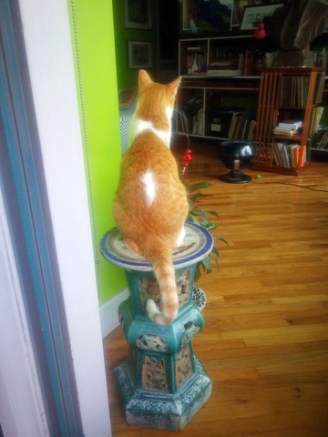 Jarocho, my butter ball, jumped on the pedestal when he saw an insect fly in  from the balcony.