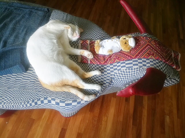 Merengue  dozing off on the Tamaraw settee with his toy bear.